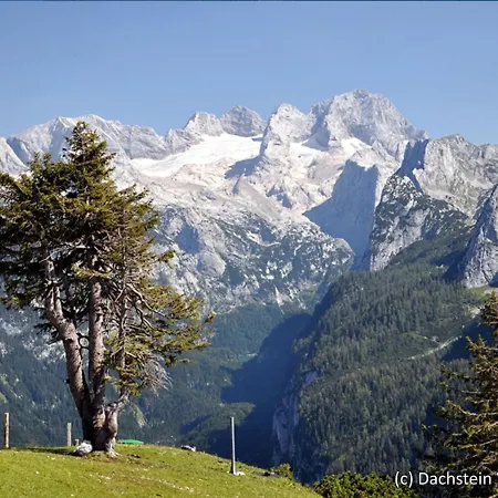 Holiday Gamsblume.21 Annaberg im Lammertal